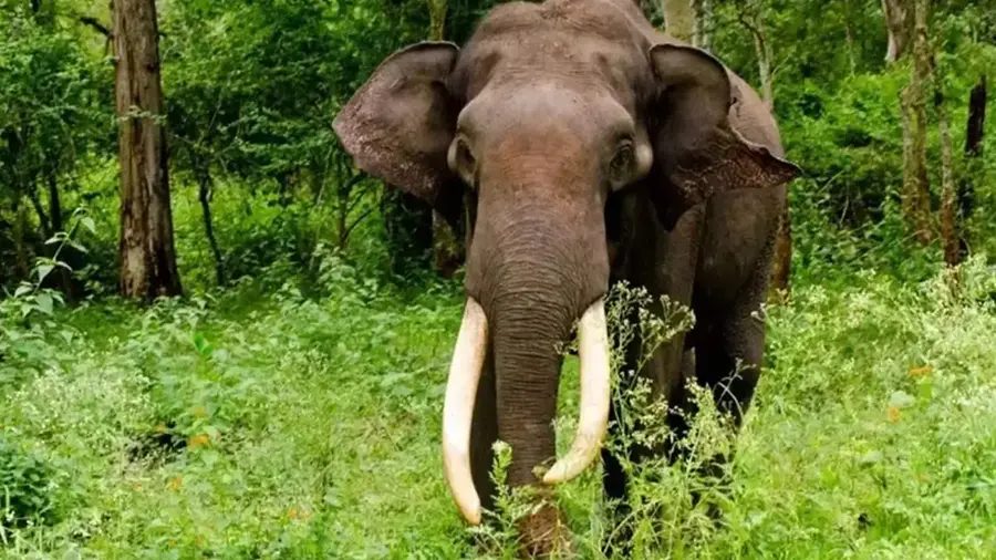 Wild Conflict and Safe: Human-Wildlife Conflict Management in Kerala