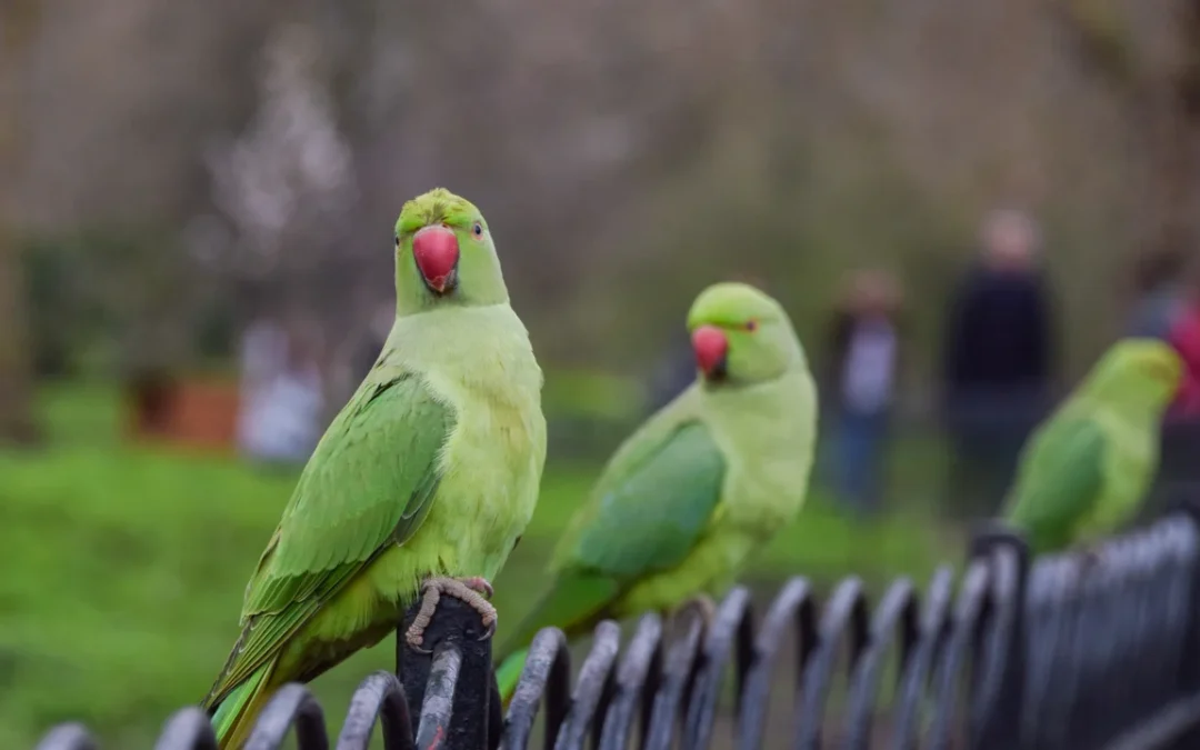 Black Letters, Green Birds