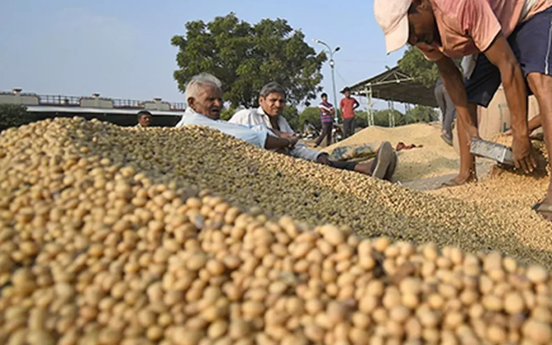 Soyabean Sector Hit by Domestic, Global Factors