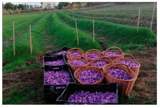 Saffron Sizzles, Broccoli Beckons: The Promise of New-Age Farming