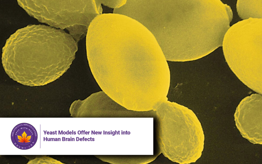 Yeast Models Offer New Insight into Human Brain Defects