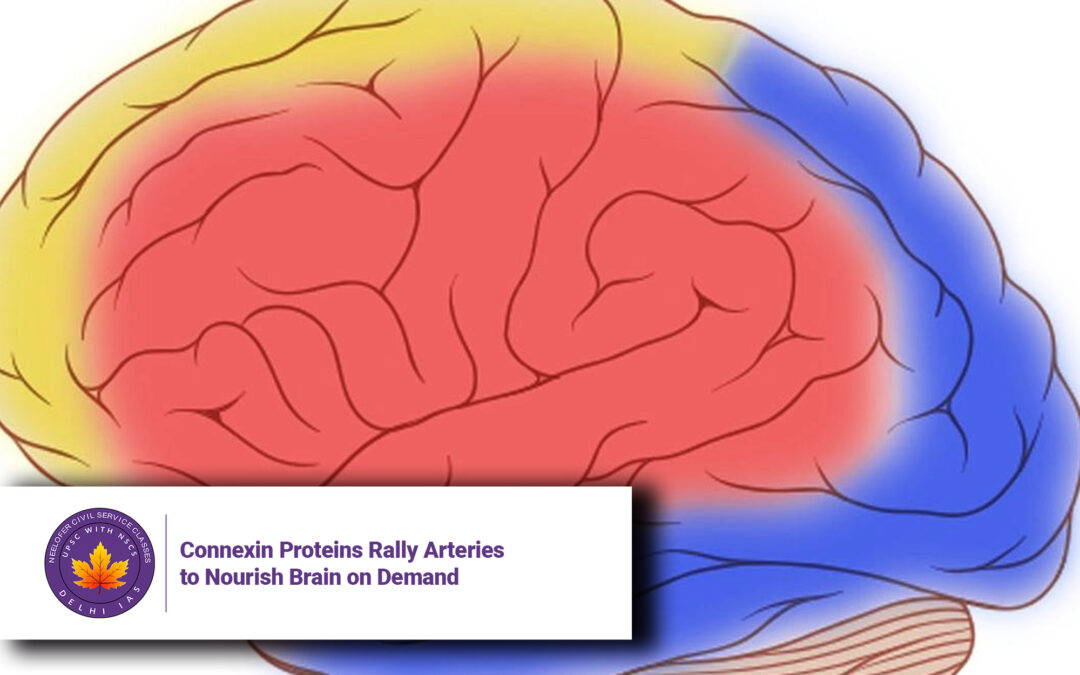 Connexin Proteins Rally Arteries to Nourish Brain on Demand
