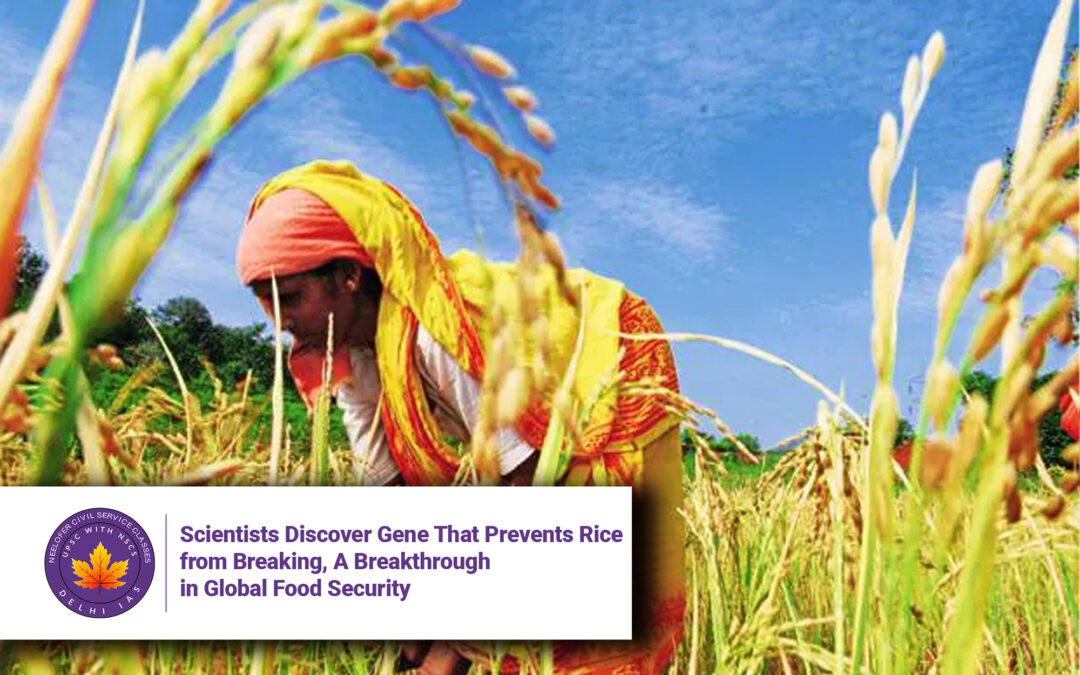 Scientists Discover Gene That Prevents Rice from Breaking, A Breakthrough in Global Food Security